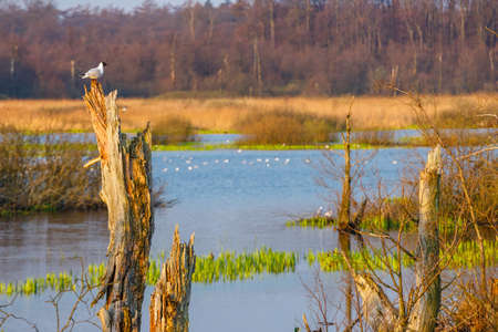 spring in a bird reserve in near Kolobrzeg, Polandの写真素材