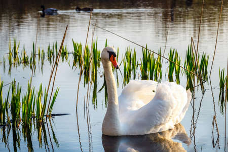 White swan in the lake at the dawn.の写真素材