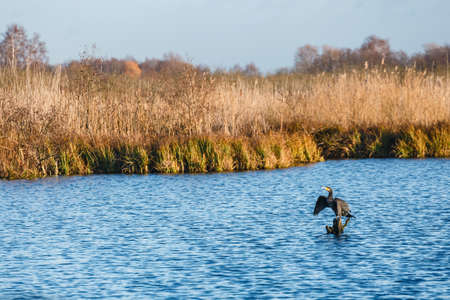 Cormorant on wooden piling. Autumn landscape with forest and lakeの写真素材