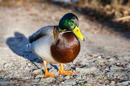 Portrait of the male duck standing on the pebbly shore of the lakeの写真素材