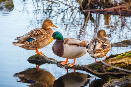 ducks are sitting on an overturned trunkの写真素材