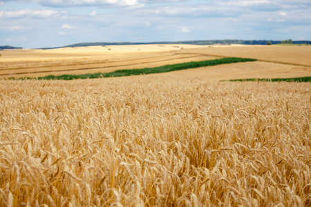closeup wheat field  ripe in gold color. Harvest concept.の写真素材