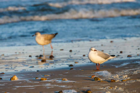 seagull standing on the sea shore during sunsetの写真素材