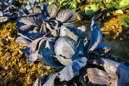 mature cabbage in the field ready to be cutの写真素材