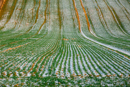 fresh snow covering the cultivated field, closeupの写真素材