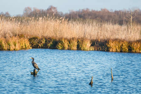 Cormorant on wooden piling. Autumn landscape with forest and lakeの写真素材
