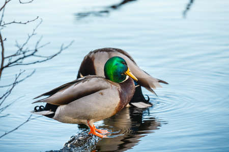 Ducks are sitting on an overturned trunkの写真素材