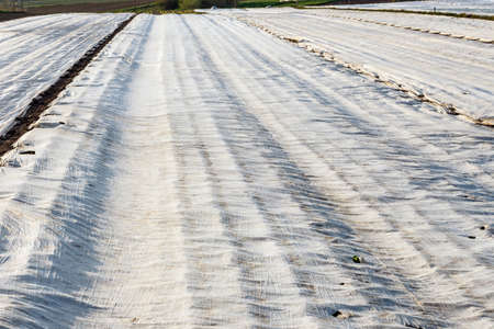 freshly plowed field covered with agrotextileの写真素材