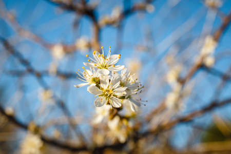 Hawthorn blossom flower on tree, close upの写真素材