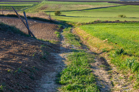 Dirt road through Green Fields, Spring Landscapeの写真素材