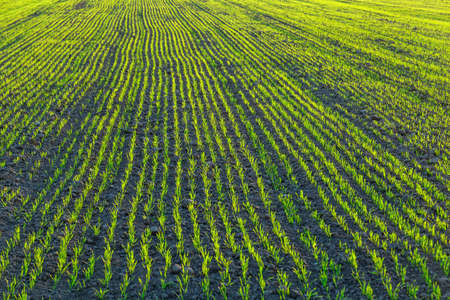 rows of green young grain at sunsetの写真素材
