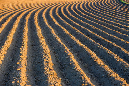 Furrows row pattern in a plowed field prepared for planting crops in springの写真素材