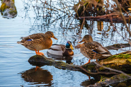 ducks are sitting on an overturned trunkの写真素材