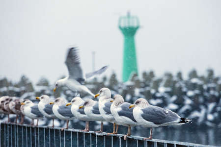group of seagulls during a snowfall in the portの写真素材