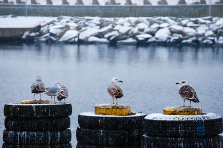 group of seagulls during a snowfall in the portの写真素材