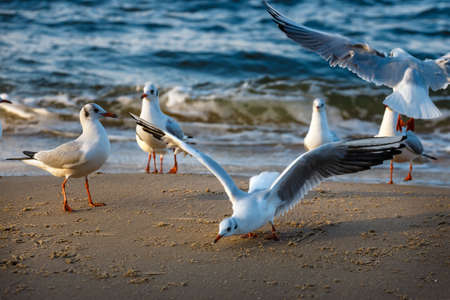 Group of seagull on the beachの写真素材
