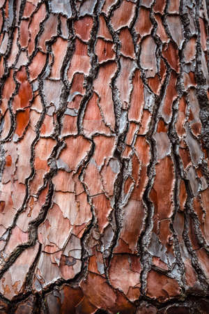 Texture of the pine bark for backgroundの写真素材