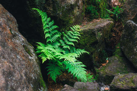 Fern (Blechnum spicant) on the rock with mossの写真素材