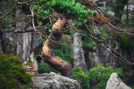Lonely pine tree growing on the rocksの写真素材