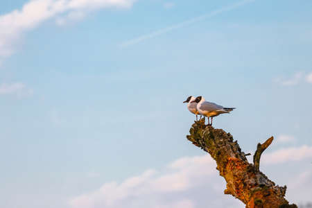 gulls sit on a broken tree and watch the areaの写真素材