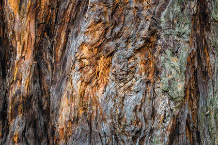 Texture of bark of a tree. Brown abstract background. Dry brown soil with cracksの写真素材