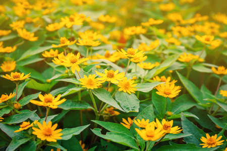 summer background with yellow flowers field in sunlight. Beautiful nature sceneの写真素材
