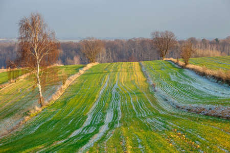 cultivated agricultural fields in autumn sunset. Colorful countryside patchworkの写真素材