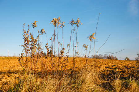 Dry plants on the background of the blue sky. Golden autumn concept. Dry grass. Autumn background. Sun lightの写真素材