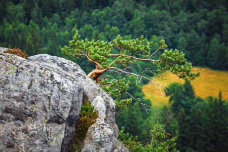 Lonely pine tree growing on the rocksの写真素材