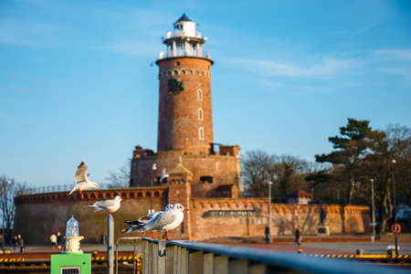 Seagull in the harbor and the lighthouse in Kolobrzeg,の写真素材