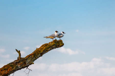 gulls sit on a broken tree and watch the areaの写真素材