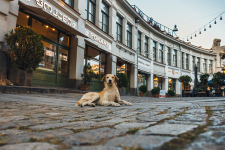 Kutaisi, Georgia, 27 September, 2021: Homeless dog on the street, Georgiaのeditorial素材
