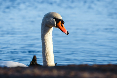 portrait of the white swan stands on the shore of the lakeの写真素材