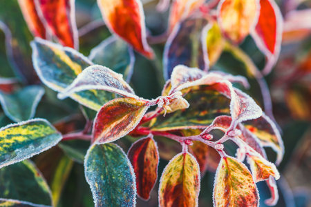 close up of dry leaves covered with hoar frost against blue skyの写真素材