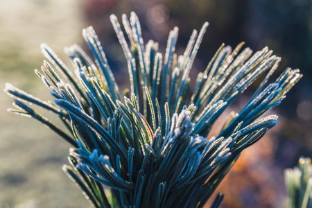 close up of pine covered with hoar frost against blue skyの写真素材