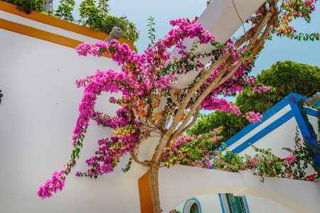 Bougainvillea flowers growing in the streets of Puerto de Mogan. Gran Canaria, Spainの写真素材
