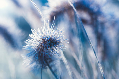 close up of dry grass covered with hoar frost against blue skyの写真素材