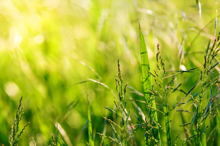 Sunset style green meadow backgroundの写真素材