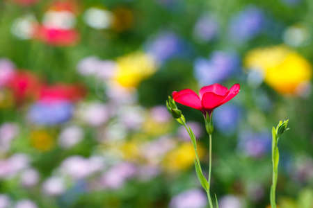 Single flower on a floral meadowの写真素材