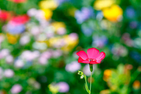 Single flower on a floral meadowの写真素材