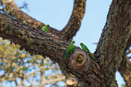 Parrots fighting over nest on the tree, Sri Lankaの写真素材