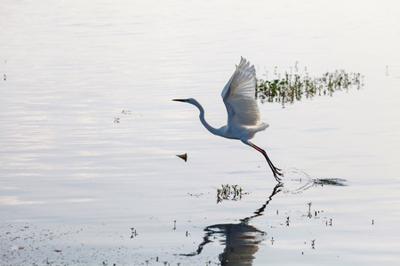 Great Egret starting to fly from lake, Sri Lankaの写真素材