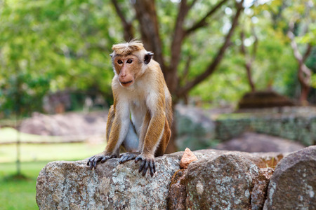 Bonnet Macaque monkey sitting on stone, Sri Lankaの写真素材