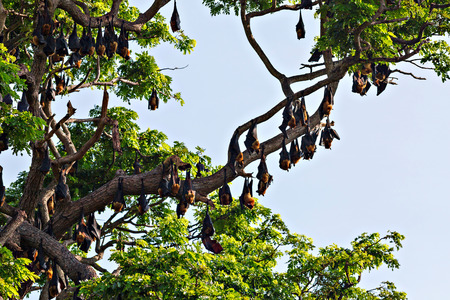 Tree full of bats - Indian flying fox, Tissamaharama, Sri Lankaの写真素材