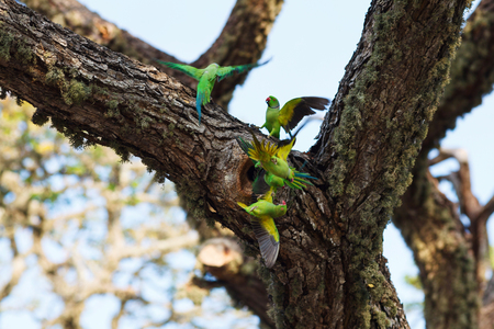 Parrots fighting over nest on the tree, Sri Lankaの写真素材