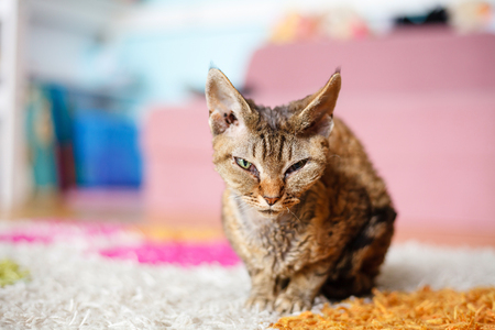 Devon Rex purebred domestic catの写真素材
