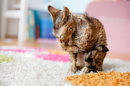 Devon Rex purebred domestic catの写真素材