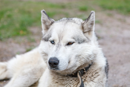 Husky dog with heterochromatic eyesの写真素材