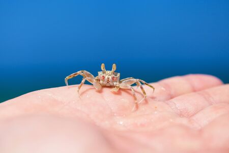 Little crab on human hand against blue sky and green oceanの写真素材