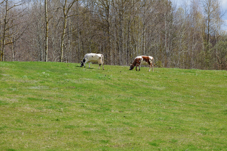 Cows on green pastureの写真素材